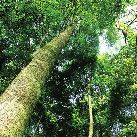 名贵树木、盆景价值评估
